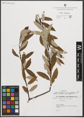 Foto von Salix triandra subsp. amygdalina (L.) Schübl. & G. Martens